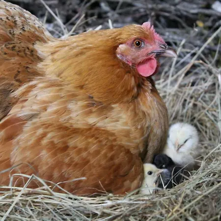 Le Refuge Aux Etoiles Σπίτι διακοπών